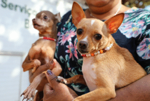 Recanto das Emas recebe ação itinerante com 600 vagas para castração gratuita de cães e gatos